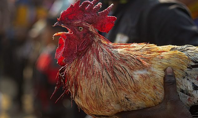 Un homme est tué par un coq armé